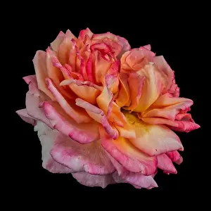 Fine art still life intense color macro flower photography of an isolated orange pink blooming rose blossom with