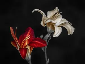 Fine art still life macro image of a pair of isolated wide open red