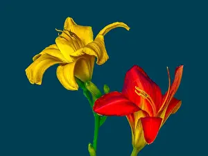 Pedicel Prints: Fine art still life macro image of a pair of isolated wide open red