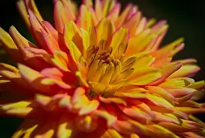 Dahlia Prints: Fine art still life macro portrait of a single isolated yellow orange red dahlia blossom on black background with