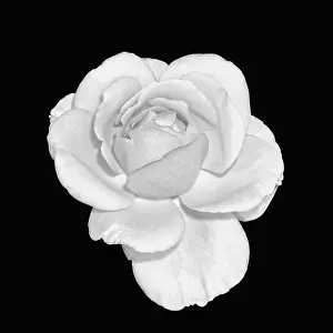 Fine art still life monochrome black and white flower top view macro photo of a wide open blooming rose blossom