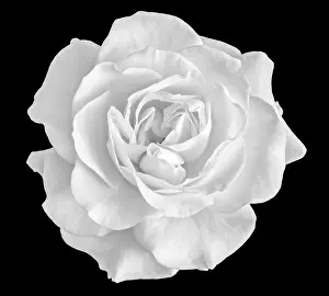 Fine art still life monochrome black and white flower top view macro photo of a wide open blooming rose blossom