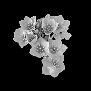 Star Of Bethlehem Prints: Fine art still life monochrome floral macro of a white cluster of Star-of-Bethlehem / ornithogalum flower blossoms