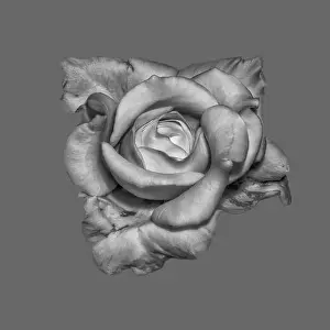 Surrealistic Prints: Fine art still life monochrome flower macro of an unusual shaped rose blossom with detailed texture on gray background