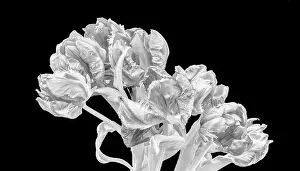 Fine art still life monochrome high key macro of a bunch / bouquet of parrot tulips blossoms with leaves on black