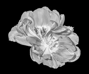 Beauty Of Nature Prints: Fine art still life monochrome macro flower portrait of a pair of isolated fully wide opened blooming tulip blossoms