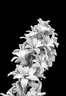 Fine art still life monochrome macro of a single isolated stem of hyacinth blossoms on black background with detailed