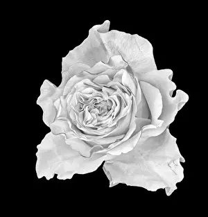 Artful Prints: Fine art still life monochrome macro of a single isolated white rose blossom in vintage painting style on black