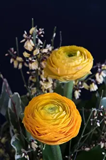 Buttercup Prints: Fine art still life natural floral color close up of a flower bouquet with buttercups