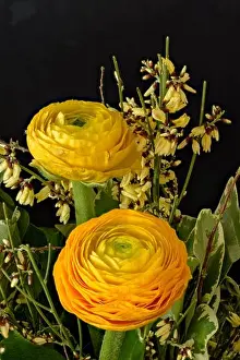 Buttercup Prints: Fine art still life natural floral color close up of a flower bouquet with yellow