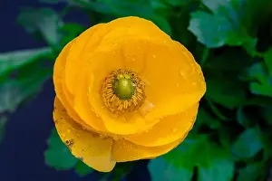 Natural Background Prints: Fine art still life natural floral color close up of a flower bouquet with yellow orange wide open blooming buttercup