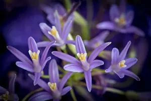Orchids Prints: Fine art still life outdoor color flower image of a violet lily blossom on natural blurred background with orchids on a