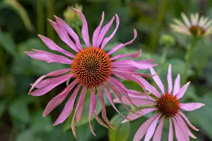 Fine art still life outdoor floral macro of a wide open single isolated pink orange coneflower/echinacea blossom