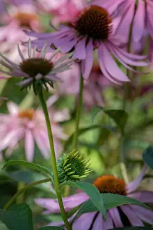 Pharmaceutics Prints: Fine art still life outdoor floral macro of a young coneflower/echinacea blossom/bud on natural colorful blurred garden
