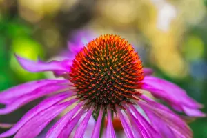Pharmaceutics Prints: Fine art still life outdoor surrealistic macro of a wide open single isolated violet orange coneflower/echinacea