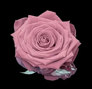 Fine art still life pastel color flower macro of a single isolated blooming pink rose blossom with detailed texture