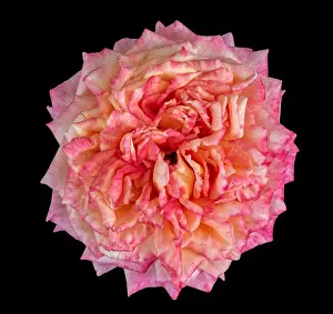 Fine art still life pastel color macro flower photography of an isolated orange red blooming rose blossom with detailed