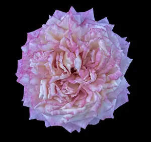 Fine art still life pastel color macro flower photography of an isolated white pink blooming rose blossom with detailed