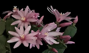 Artful Prints: Fine art still life pastel color macro of a set of white pink easter / whitsun cactus blossoms on black background