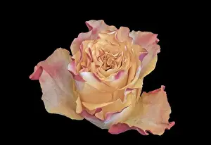 Artful Prints: Fine art still life pastel color macro of a single isolated pink yellow rose blossom in vintage painting style on black