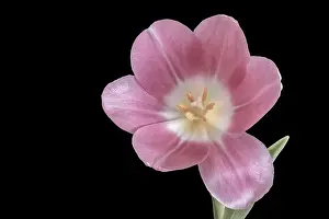 Fine art still life psstel color macro of a single isolated pink glossy open tulip blossom on black background with