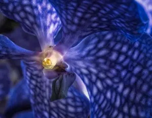 Surrealistic Prints: Fine art still life surrealistic floral color macro image of a the inner of a single isolated dark blue orchid blossom