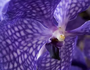 Surrealistic Prints: Fine art still life surrealistic floral color macro image of a the inner of a single isolated violet orchid blossom