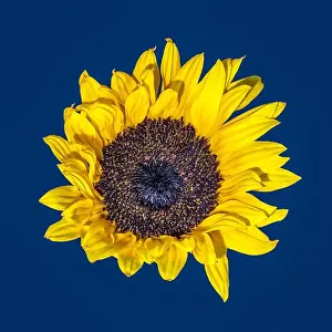 Helianthus Prints: Fine art still life vintage color macro of a single isolated yellow sunflower blossom