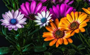 Aizoaceae Prints: Fine art surreal color flower macro of wide open blooming violet orange and pink cape daisy/marguerite blossoms