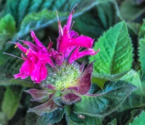 Scarlet Prints: Fine art surrealistic color macro of a single red pink yellow green blossom of a monarda didyma/crimson beebalm/scarlet