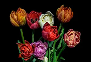 Greetings Card Prints: Fine arts floral till life colorful flower macro of a flowering tulip blossom bouquet on black background in vivid