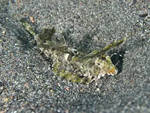 Camouflages Prints: A finger lyrefish, giant lyrefish (Dactylopus dactylopus)