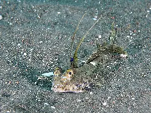 Camouflages Prints: Finger lyrefish, giant lyrefish (Dactylopus dactylopus) in the sand