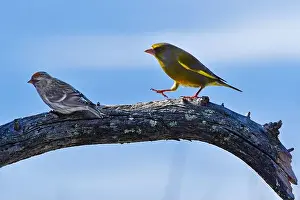 Nature Tourism Prints: Finland, Kaamanen, Carduelis chloris, Greenfinch; Carduelis hornemanni, Arctic Redpoll