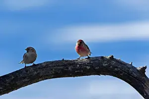 Nature Tourism Prints: Finland, Kaamanen, Carduelis flammea, Redpoll ;Carduelis hornemanni, Arctic Redpoll