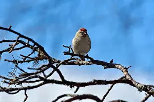 Nature Tourism Prints: Finland, Kaamanen, Carduelis hornemanni, Arctic Redpoll