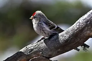 Nature Tourism Prints: Finland, Kaamanen, Carduelis hornemanni, Arctic Redpoll
