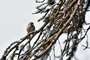 Nature Tourism Prints: Finland, Kaamanen, Carduelis hornemanni, Arctic Redpoll