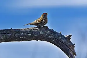 Nature Tourism Prints: Finland, Kaamanen, Carduelis hornemanni, Arctic Redpoll