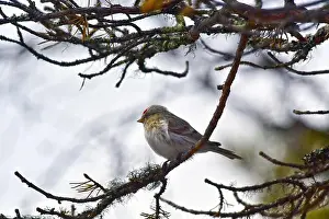 Nature Tourism Prints: Finland, Kaamanen, Carduelis hornemanni, Arctic Redpoll