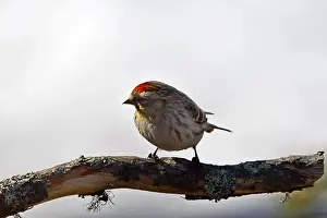 Nature Tourism Prints: Finland, Kaamanen, Carduelis hornemanni, Arctic Redpoll