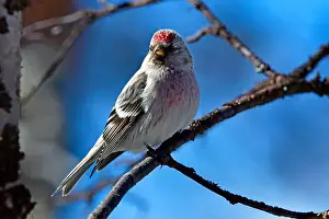 Nature Tourism Prints: Finland, Kaamanen, Carduelis hornemanni, Arctic Redpoll