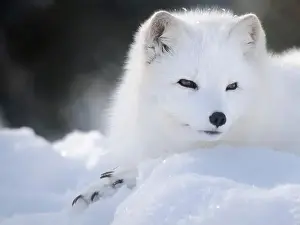 Vulpes Lagopus Prints: Finland, Ranua Wildlife Park. Dhole, Arctic fox in white winter coat
