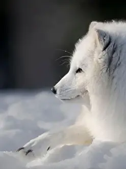 Vulpes Lagopus Prints: Finland, Ranua Wildlife Park. Dhole, Arctic fox in white winter coat