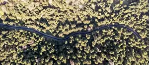 Fir forest and winding asphalt road aerial panoramic view