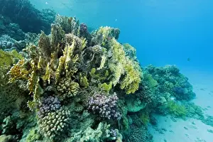 Underwater Photograph Prints: Fire corals on coral reef near Abu Dabab