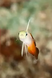 Gobiidae Prints: Fire goby (Nemateleotris magnifica), Tulamben, Bali, Indonesia
