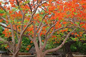 Bagan Prints: A FIRE TREE (Morella faya) in full bloom - BAGAN, MYANMAR
