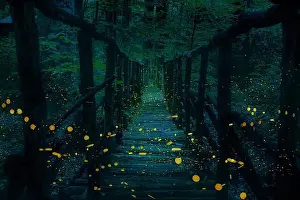 Mate Prints: Fireflies flying over a wooden bridge in the forest at twilight