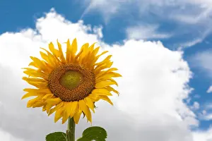 Fertile Prints: First open sunflower of season